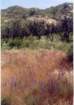 cuya0028_small.jpg