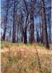 cuya0029_small.jpg