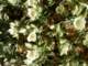 imgp2976_small.jpg