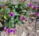 imgp3051_small.jpg
