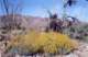 brttbush2_small.jpg
