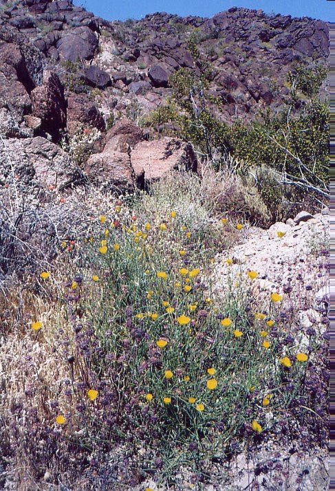 calpoppy.jpg