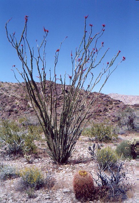 ocotillo.jpg