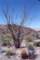 ocotillo_small.jpg