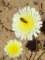 imgp2270_small.jpg