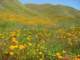 imgp2668_small.jpg