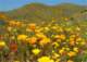Poppies are at their peak at the Estelle Mountain Reserve in Riverside County, CA 3/20/2009.  These are the hills across the 15 Freeway from my neighborhood.