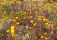 imgp2699_small.jpg