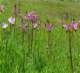 imgp2712_small.jpg
