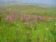 imgp2713_small.jpg