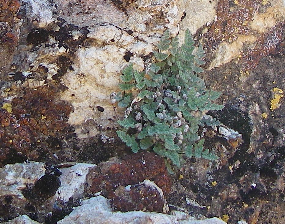 imgp2838.jpg