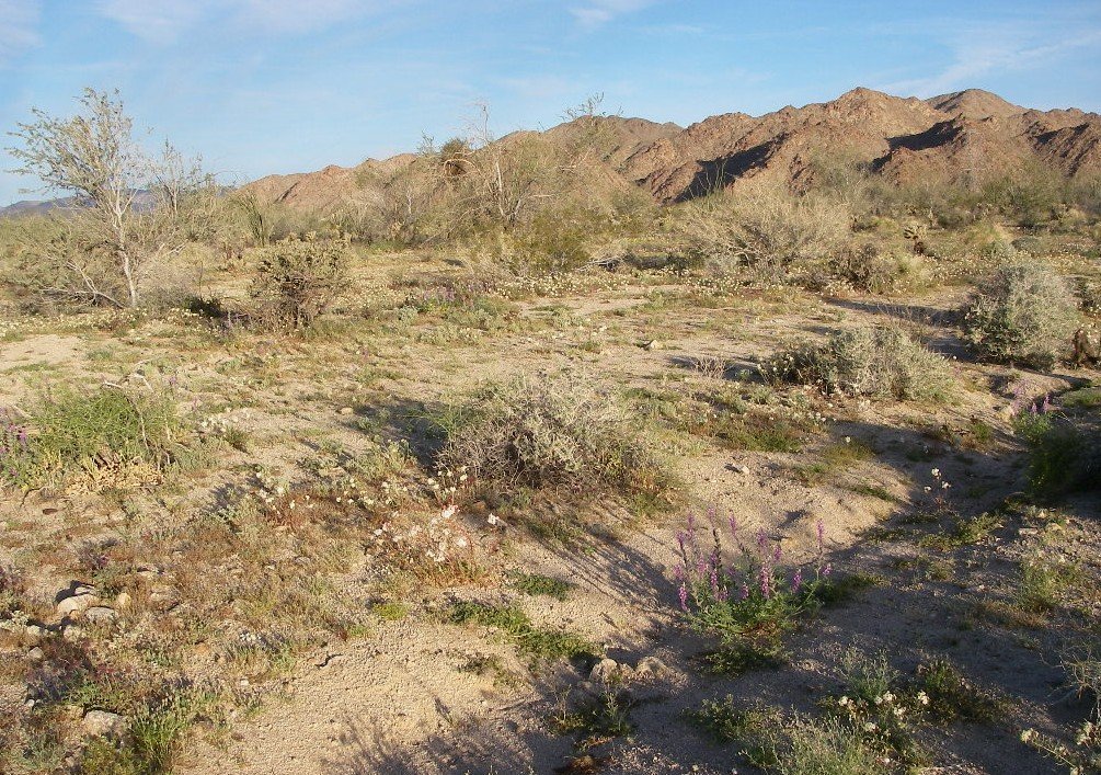 jtree001.jpg