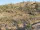 jtree003_small.jpg