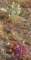 jtree009_small.jpg