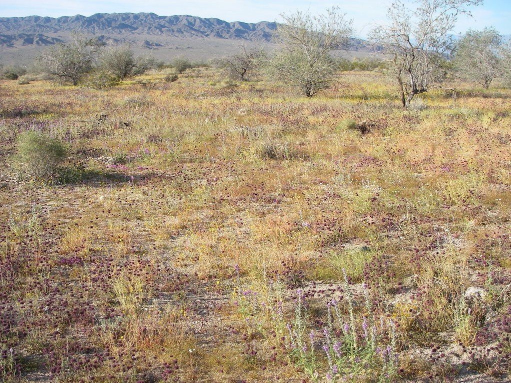 jtree010.jpg