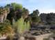 jtree011_small.jpg