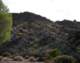 jtree012_small.jpg