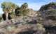 jtree015_small.jpg