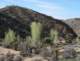 jtree016_small.jpg