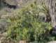 jtree017_small.jpg