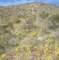 jtree018_small.jpg