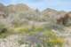 jtree019_small.jpg