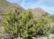 jtree020_small.jpg