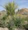 jtree021_small.jpg