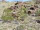 jtree022_small.jpg