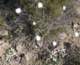 jtree023_small.jpg