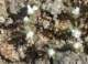 jtree024_small.jpg