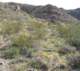 jtree025_small.jpg