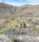 jtree027_small.jpg