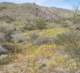jtree028_small.jpg