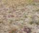 jtree029_small.jpg