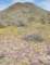 jtree030_small.jpg