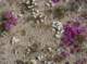 jtree032_small.jpg