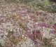 jtree033_small.jpg