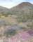 jtree034_small.jpg