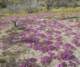 jtree035_small.jpg
