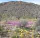 jtree036_small.jpg