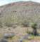 jtree037_small.jpg