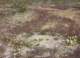 jtree039_small.jpg