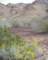 jtree041_small.jpg