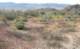 jtree042_small.jpg
