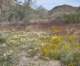 jtree043_small.jpg