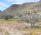 jtree045_small.jpg