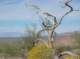 jtree049_small.jpg