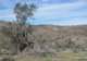 jtree051_small.jpg