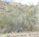 jtree055_small.jpg